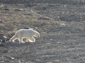 L'un des ours d'anniversaire de Strobel sur l'île Devon, au Nunavut.