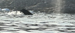 Les baleines à bosse rejoignent les kayakistes à Ilulissat, au Groenland.