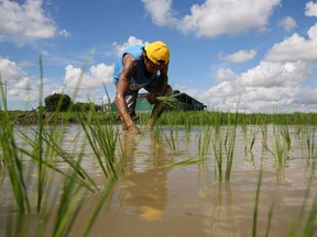 Un agriculteur plante du riz dans une rizière à Pulilan, province de Bulacan, le 19 août 2023.