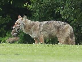 Sur cette photo d'archives, un coyote attrape un écureuil près de McCarthy Woods à Ottawa le 6 juin 2022.