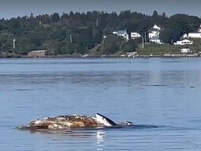 Un grand requin blanc se nourrit d'une carcasse de baleine près de l'île Campobello, au Nouveau-Brunswick, près de la baie de Fundy, dans cette image du lundi 28 août 2023 tirée d'une vidéo.