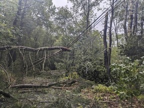 Les résidents de l'ouest de la Nouvelle-Écosse et du sud du Nouveau-Brunswick sont avertis de se préparer à des pannes de courant et à des inondations localisées alors que l'ouragan Lee devrait se transformer en une puissante tempête post-tropicale samedi alors qu'il touchera terre dans la région.  Cette photo fournie par Austin Rebello montre des arbres tombés lors d'une tempête survenue le mercredi 13 septembre 2023 à Killingly, Connecticut. LA PRESSE CANADIENNE/AP-HO, Austin Rebello, *CRÉDIT OBLIGATOIRE*