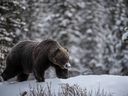 Sur la photo, le légendaire grizzli appelé « The Boss » par le photographe naturaliste primé Jason Leo Bantle.