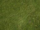 Une vache broute dans une ferme de la ceinture de verdure de l'Ontario, près de Guelph, en Ontario, le lundi 10 juillet 2023. Le ministre du Logement, Paul Calandra, a déclaré que la province n'indemniserait pas les promoteurs dont les terres retournent dans la ceinture de verdure.