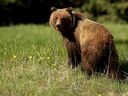 Une jeune femelle grizzly photographiée le 11 juin 2004 dans le parc national Banff.