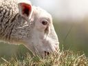 Un mouton mange de l'herbe.  