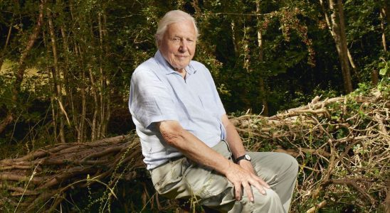 Sir David Attenborough taquine une scène de la nouvelle Planète Terre qui l'a fait retenir son souffle