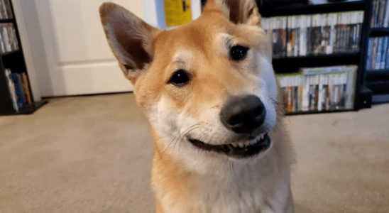 Le Shiba Inu de Streamer deviendra le premier chien speedrunner à l'AGDQ 2024