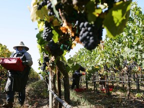 Cette photo d'archive du 9 octobre 2006 montre un ouvrier agricole transportant des raisins de cuve fraîchement récoltés au Byron Vineyard and Winery à Santa Maria, en Californie.