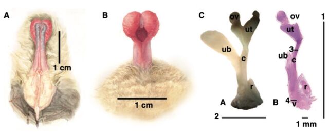 Vues ventrale (a) et dorsale (b) du pénis en érection, ainsi que des photographies au microscope numérique à l'échelle du tractus génital féminin (c) à des fins de comparaison.