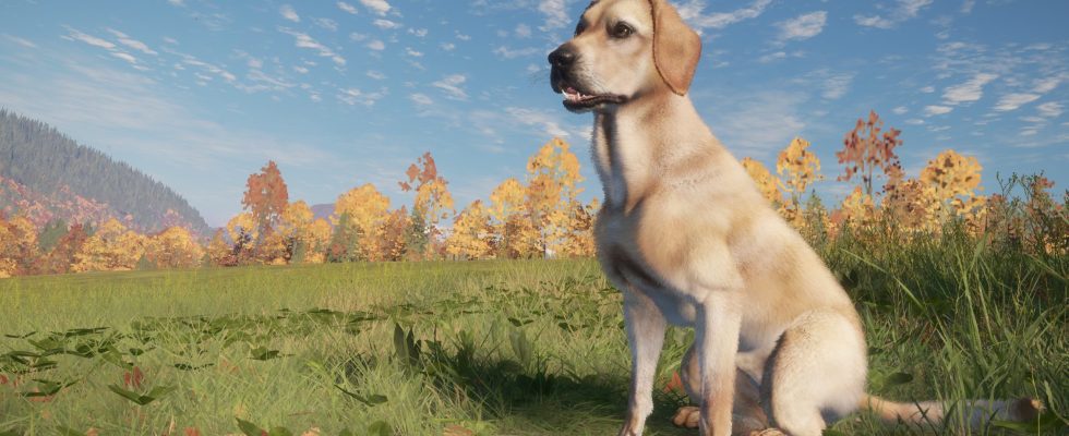 Oui, vous pouvez caresser le chien dans le DLC theHunter: Call of the Wild's Labrador Retriever