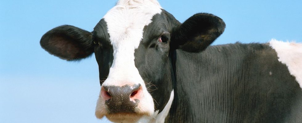 Holstein-Friesian cow, close-up