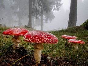 Des champignons petits et grands, savoureux et toxiques, font leur apparition dans toute la Colombie-Britannique cette année, ce qui, selon les experts, est une récolte exceptionnelle de champignons.
