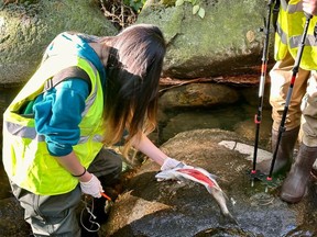 Des bénévoles de la West Vancouver Streamkeeper Society examinent un saumon coho mort trouvé près de l'embouchure du ruisseau Brothers à West Vancouver, en Colombie-Britannique, à la fin octobre 2023.