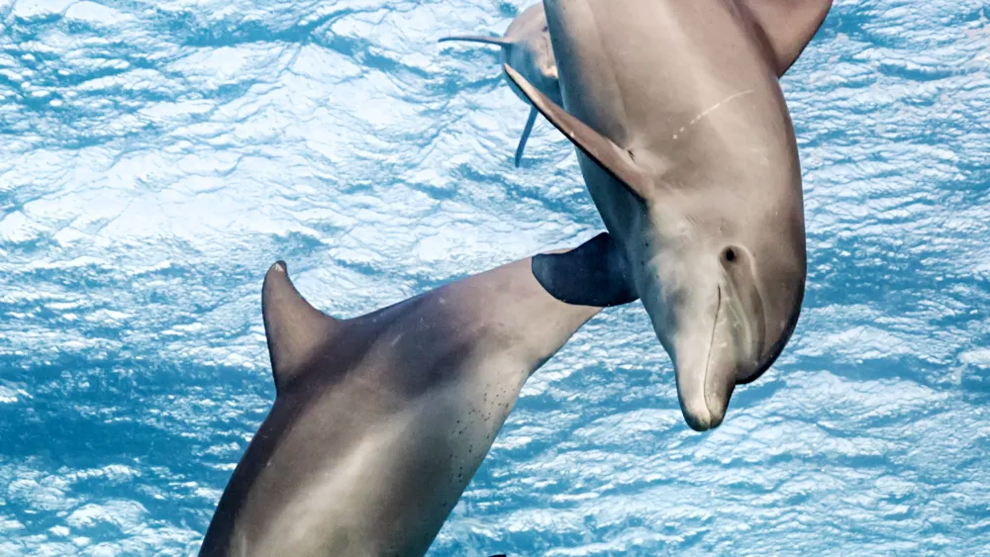 Deux dauphins nageant dans Dolphin Reef (2018)