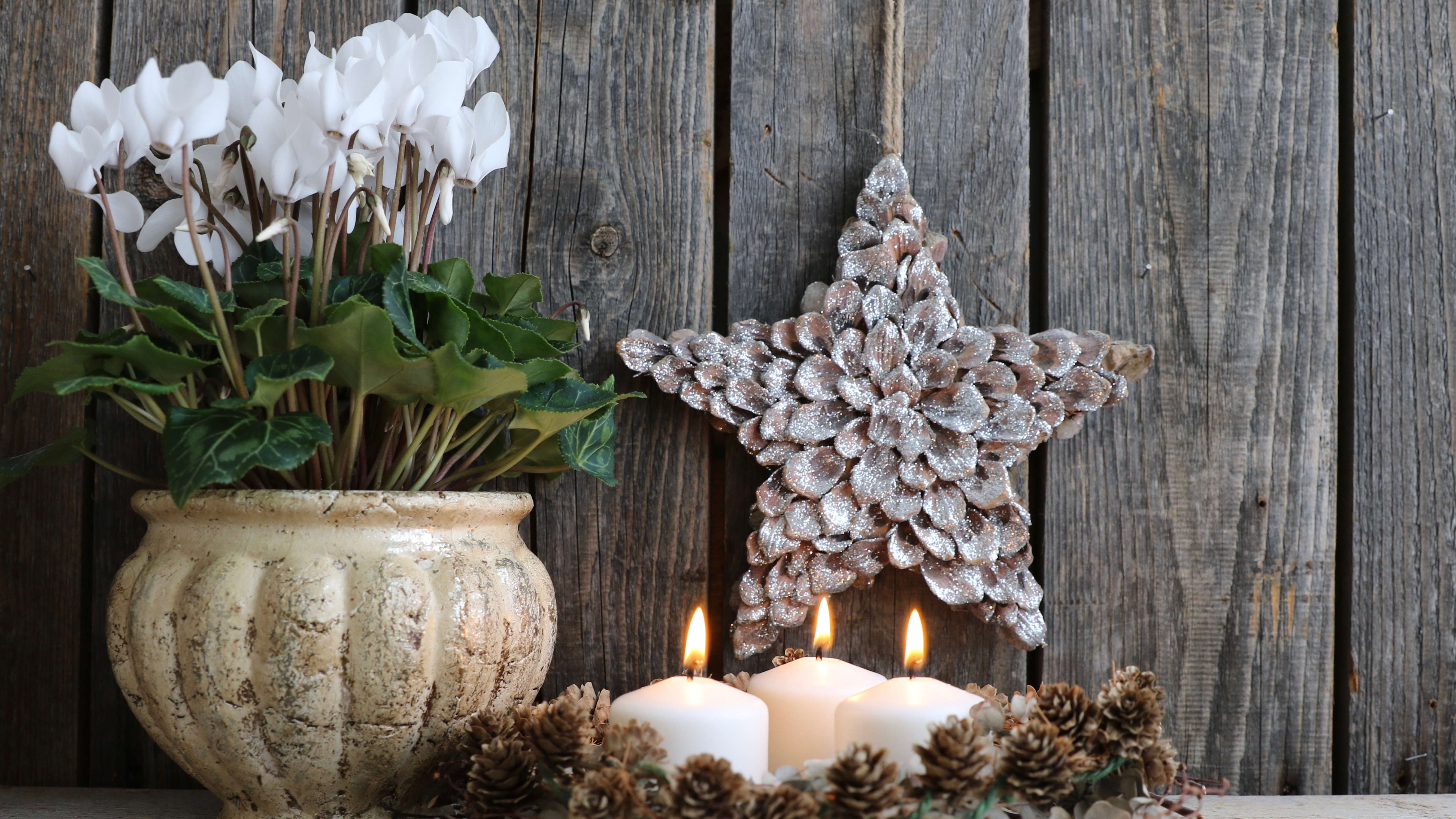Cyclamen blanc en pot intérieur avec décoration de Noël