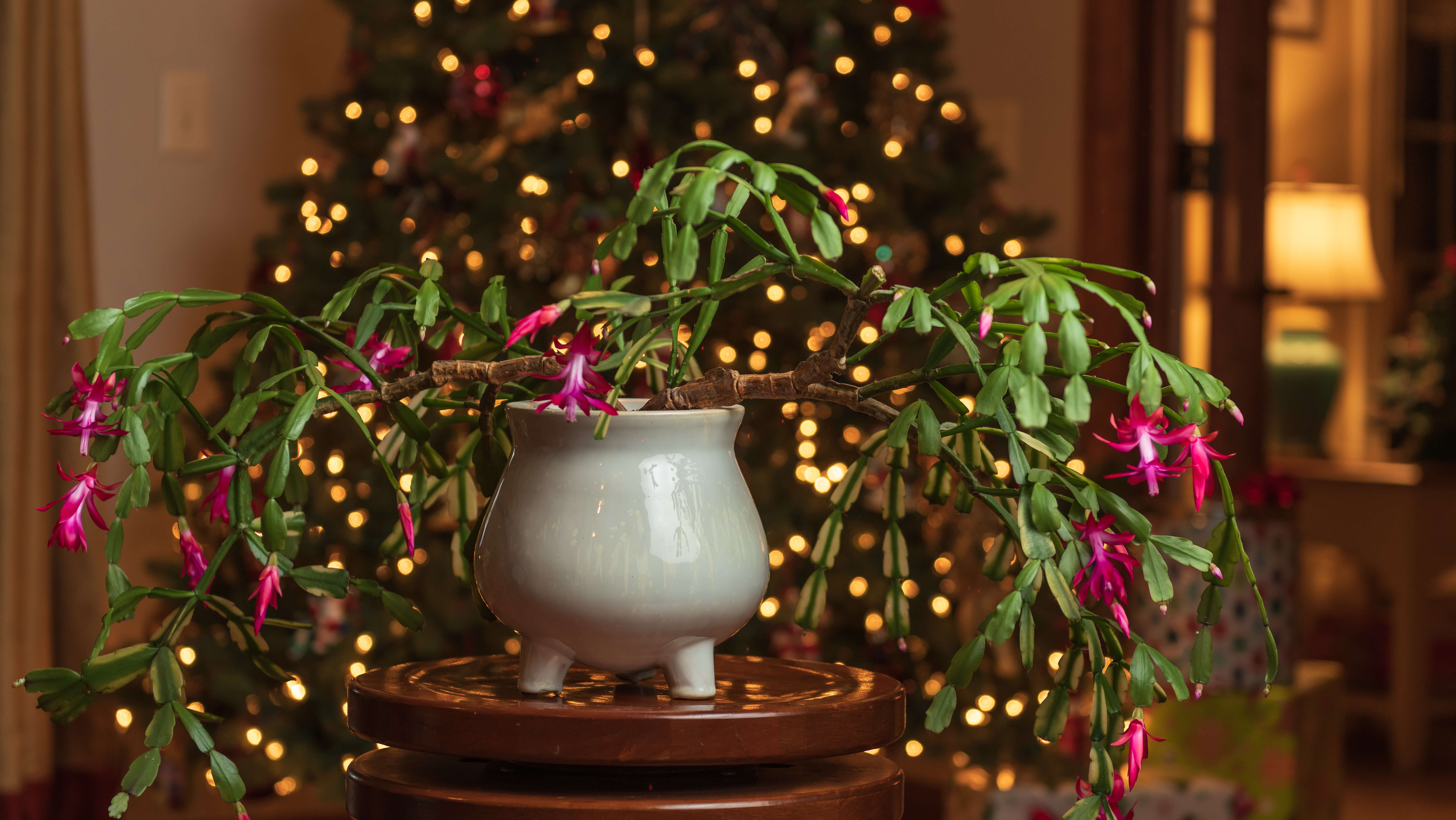 Cactus de Noël sur table devant un arbre de Noël