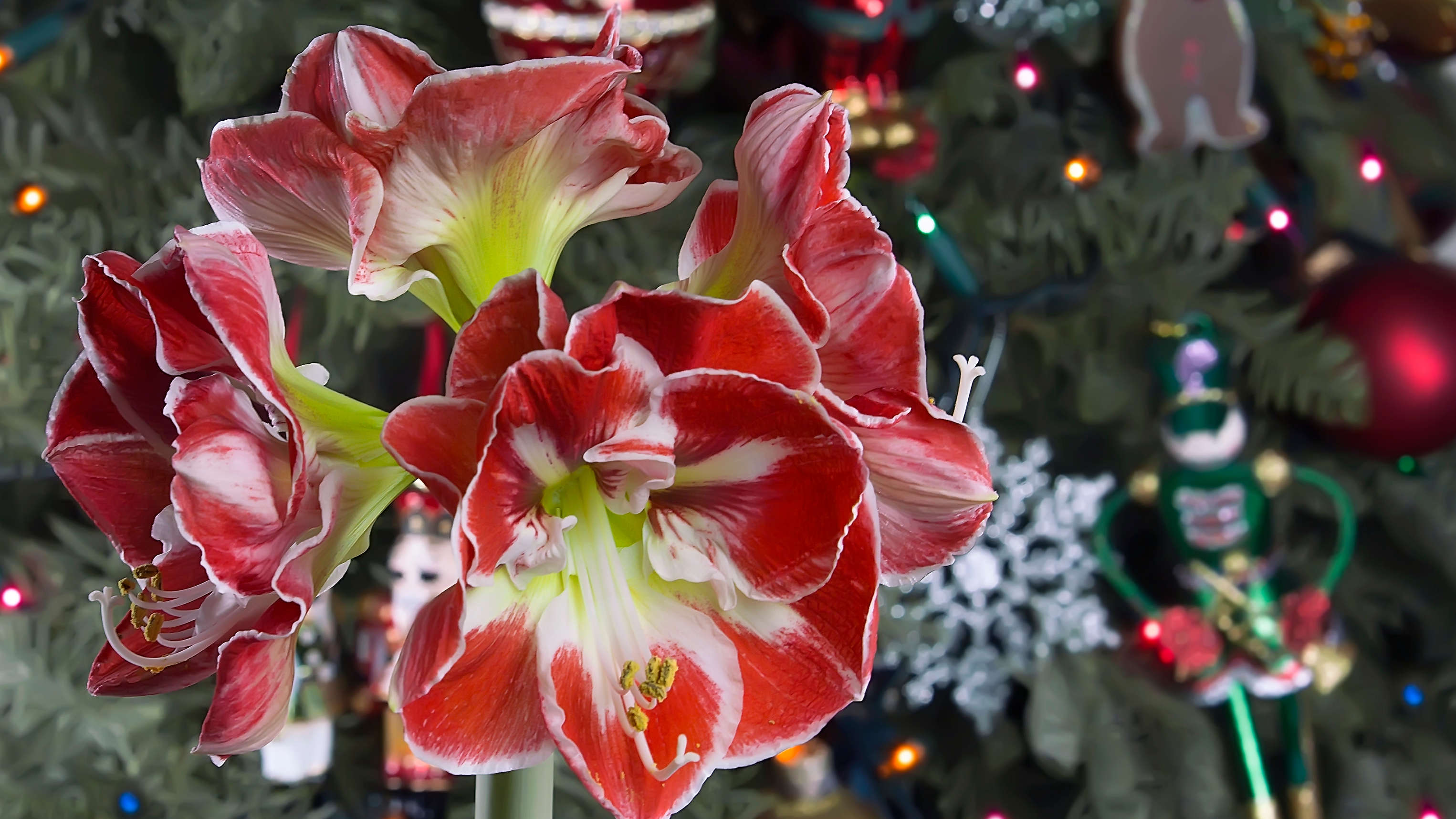 Amaryllis en fleurs avec arbre de Noël en arrière-plan
