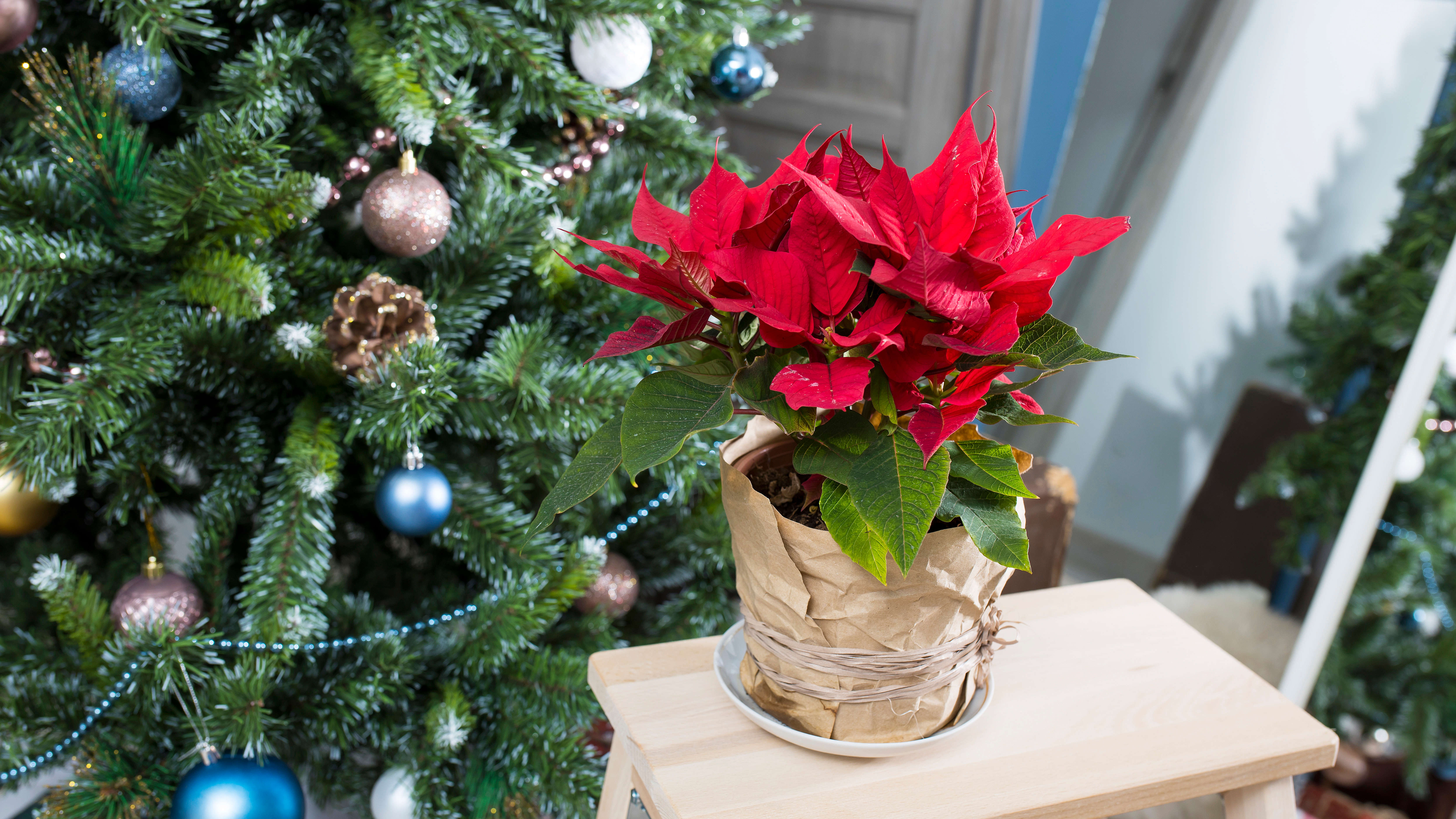 Poinsettia enveloppé dans du papier brun contre un arbre de Noël