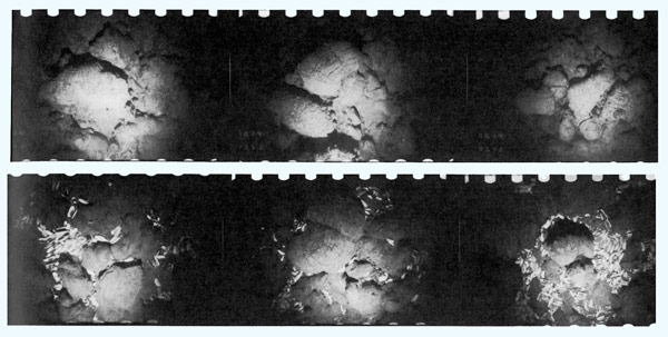 Une série de photos du fond marin montre l’apparition soudaine de palourdes blanches vivantes qui ont conduit les scientifiques à trouver pour la première fois des sources hydrothermales. 