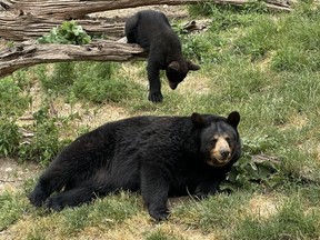 Un ourson joue avec un ours adulte dans un enclos du parc d'attractions Marineland à Niagara Falls, en Ontario, le vendredi 9 juin 2023.