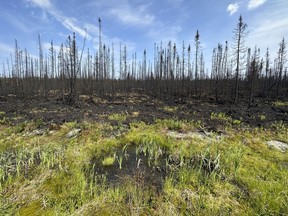 Une petite flaque d'eau est aperçue à la lisière d'une zone de forêt détruite par un incendie au Québec le mercredi 5 juillet 2023.