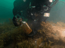 Brandy Lockhart, plongeuse de Parcs Canada, récupère une bouteille de carafe récupérée sur le HMS Erebus lors d'une plongée en août 2019.