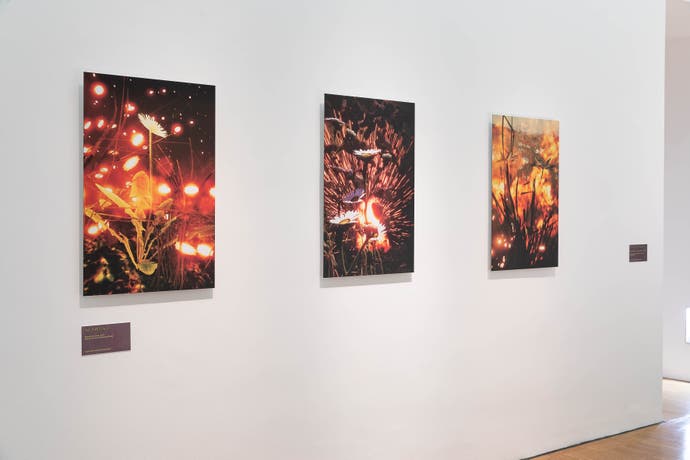Trois images de Flowers Don't Care, de Total Refusal, montrant des images de fleurs insensibles aux explosions.