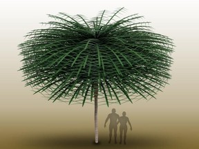 un modèle d'arbre Sanfordiacaulis