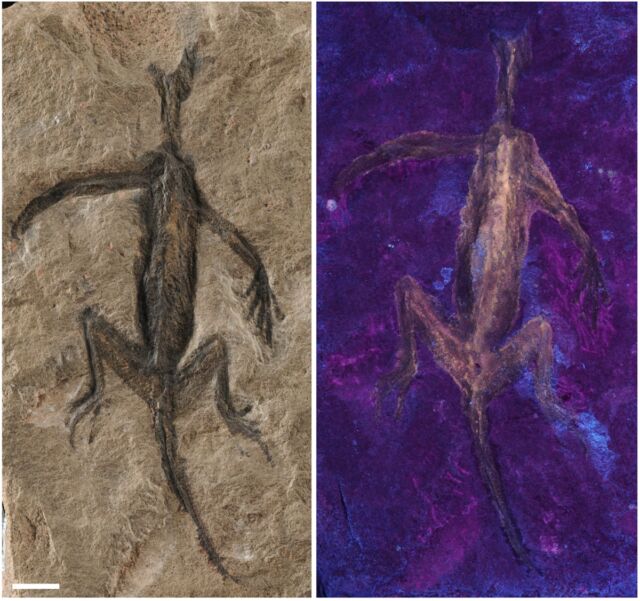 Le fossile sous lumière normale (à gauche) et sous lumière UV (à droite).