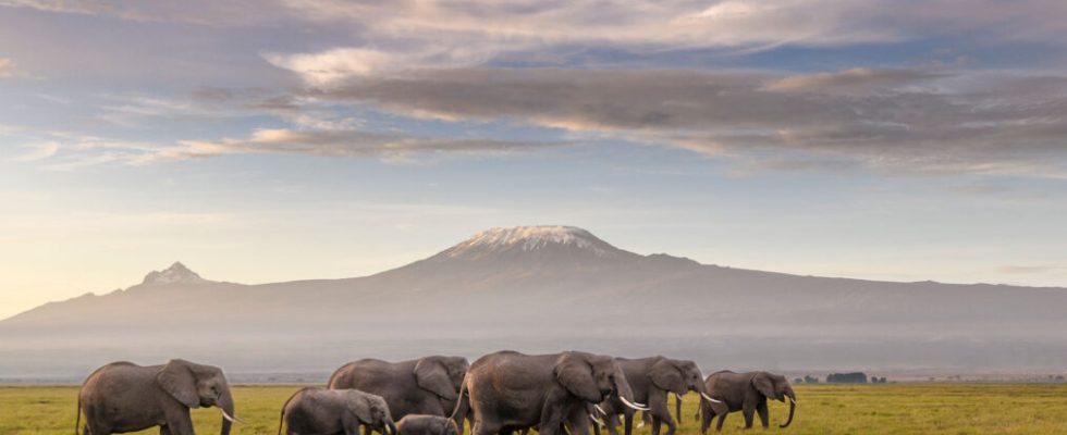 A herd of African elephants walks across the plains of Africa at sunrise, with Mount Kilimanjaro in the background in
