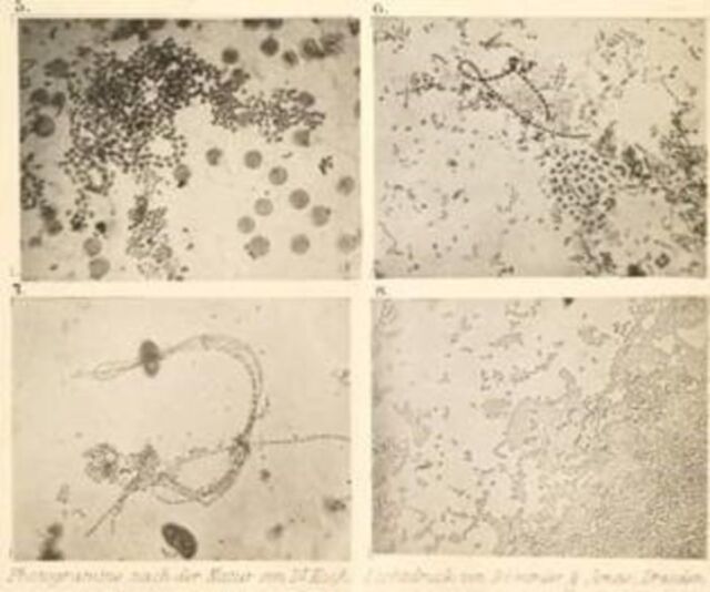 Un numéro d'un périodique scientifique allemand envoyé à Darwin en 1877 ;  il contenait les premières photographies publiées de bactéries.