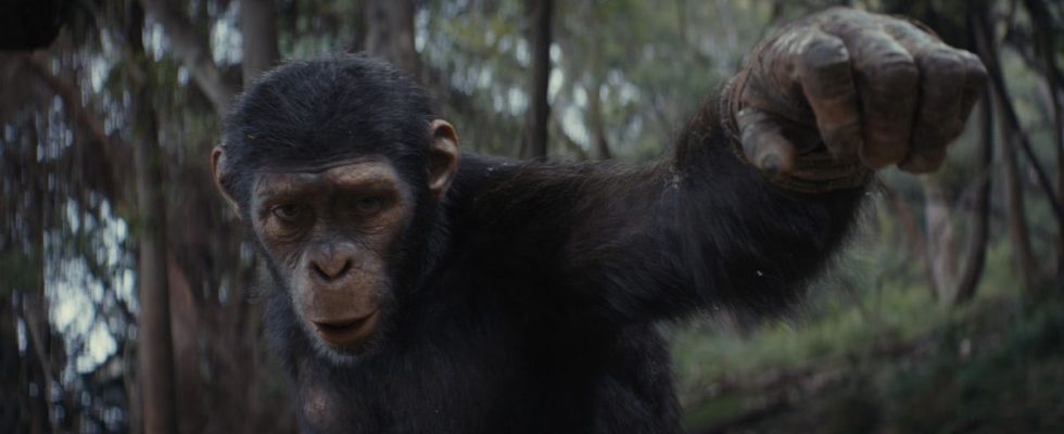 La bande-annonce du Super Bowl du Royaume de la planète des singes présente une aventure épique entre humains et singes après le règne de César