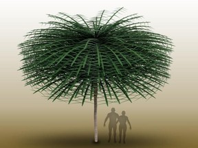 Un modèle Sanfordiacaulis avec une structure de branchement simplifiée pour une visualisation plus facile est présenté dans cette image fournie par Tim Stonesifer.  Notez que les humains sont fournis à l'échelle mais n'existaient pas en même temps que l'arbre.