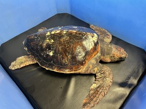 Une tortue caouanne rarement vue dans les eaux de la Colombie-Britannique a été sauvée après avoir été trouvée souffrant d'hypothermie près de Victoria.