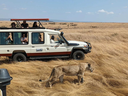 Une lionne à la recherche d'une proie dans la réserve nationale du Masai Mara.