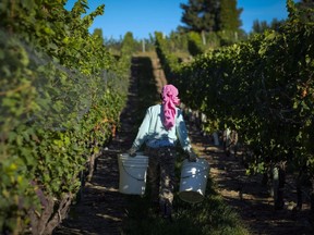 Un cueilleur ramasse des raisins à la cave River Stone Estate Winery de la vallée de l'Okanagan, à Oliver, en Colombie-Britannique, le mardi 13 septembre 2016.