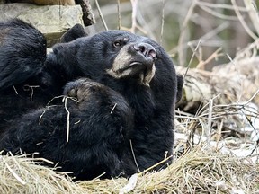 Génie, une ourse noire américaine de treize ans lève les yeux d'une sieste au Zoo Eco Museum à l'ouest de Montréal, le dimanche 3 mars 2023. Elle est sortie de son hibernation le 1er mars.