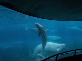 Des bélugas nagent dans un aquarium au parc d'attractions Marineland à Niagara Falls, en Ontario, le vendredi 9 juin 2023. L'Ontario affirme que deux autres bélugas sont morts à Marineland.