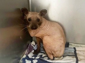 Un raton laveur atteint d'alopécie qui provoque la perte de cheveux est montré sur cette photo récente publiée sur Facebook.  Le centre de sauvetage des animaux Hope For Wildlife de Seaforth, en Nouvelle-Écosse, a publié mercredi cette photo de Rufus, le raton laveur sans poils, sur sa page Facebook.
