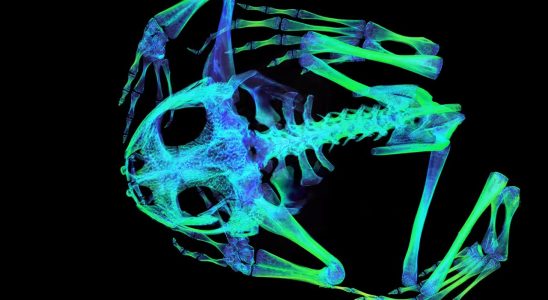 Un trésor de modèles 3D met à nu les os du règne animal grâce à l'imagerie à rayons X