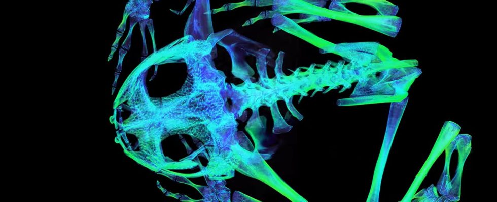 Un trésor de modèles 3D met à nu les os du règne animal grâce à l'imagerie à rayons X